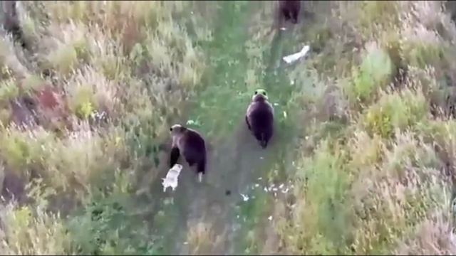 На Камчатке лайка убежала от людей и подружилась с медведями смотреть онлайн