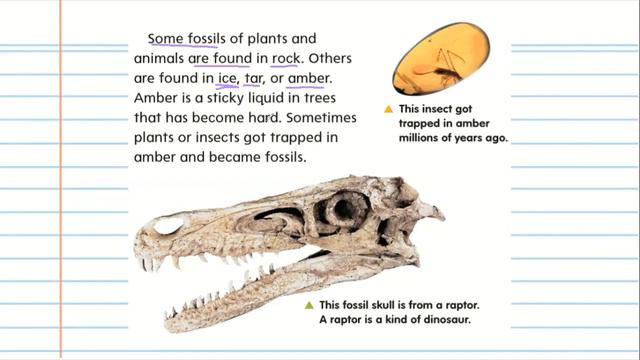 What are fossils