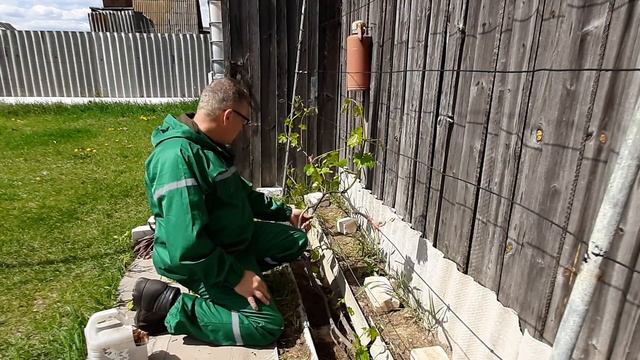 Подвязка плодовой стрелки с зелёными побегами на шпалеру.