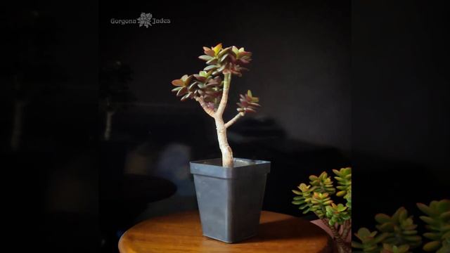 Денежное дерево. Бонсай из Минора. Минор оброс после обрезки. Crassula Jade Bonsai Minor.