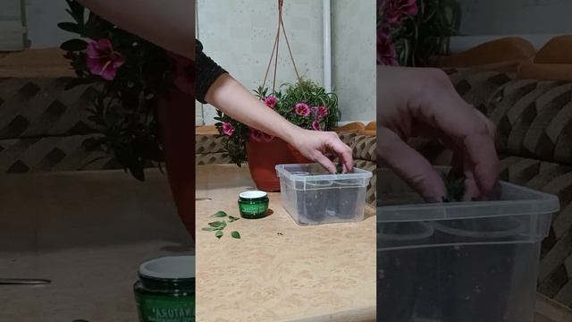 Осеннее черенкование калибрахоа.