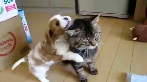 LOVELY Dog & Cat