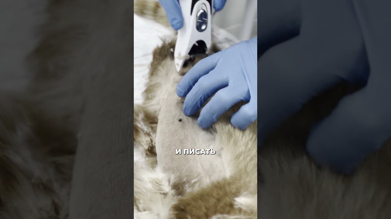 Из-за жестокости людей кот перестал ходить #ветеринария #позвоночник #кошка #кот #животные #добро смотреть онлайн