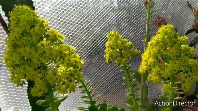 мега ОБЗОР беседки 🌸🌵#2. смотреть онлайн