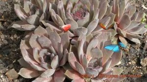 Молодило обыкновенная Юлия (sempervivum) ? молодило Юлия обзор: как сажать рассада молодила Юлия