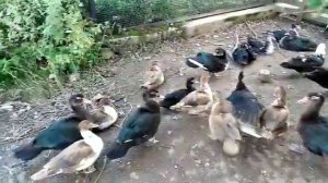 Индоутки. Какие произошли изменения. Отличаю уток от селезней.