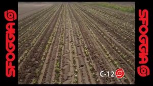 Рассадопосадочные машины SFOGGIA. Оборудование для посадки рассады. Сеялка овощная. Культиватор.