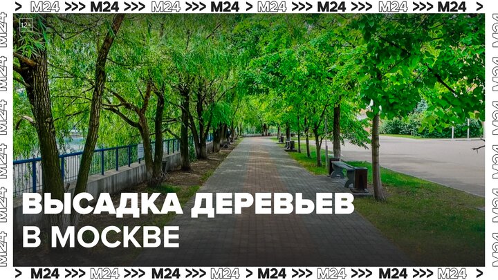 Свыше 21 тысячи деревьев высадили вдоль дорог и улиц Москвы с 2021 года - Москва 24