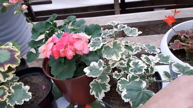 ГЕРАНЬ СКАЖЕТ ВАМ СПАСИБО от этой подкормки зависит будущее цветение смотреть онлайн