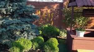 ???Бузульники в моем саду.