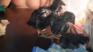 цыпленок виандот вылупился сегодня и виандот в возрасте один месяц