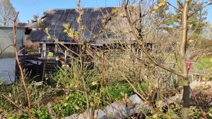 Какие груши стоит посадить в Ленинградской области.