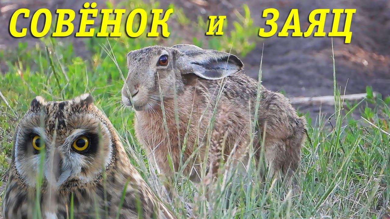 Заяц и Совёнок / Hare and Owlet смотреть онлайн