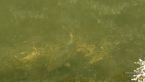 Запускаю в пруд рыбу, а рыбы нет. Кто съедает моих карпа и щуку