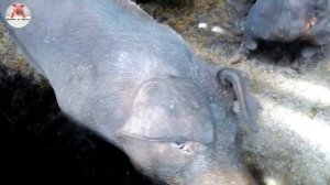 Миллион на свиньях.Покупка свиноматки породы дюрок!