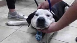 Собачек тащили на усыпление, но они сопротивлялись! Они всё понимают...