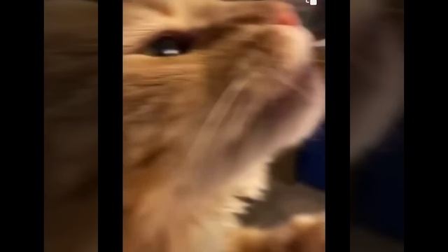 Funniest Cats ? - Don't try to hold back Laughter ? - Funny Cats Life смотреть онлайн