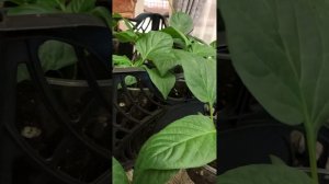 Пинцировка перцев. Выращивание рассады перцев с обрезкой. Обрезка перцев.