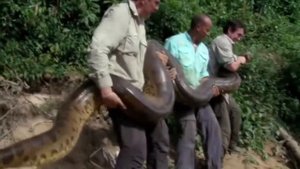 АМАЗОНКА. САМЫЕ ЖУТКИЕ И ОПАСНЫЕ ЖИВОТНЫЕ ! AMAZON. THE MOST CORRECT AND DANGEROUS ANIMALS!