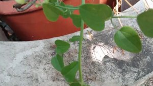 Clematis terniflora,sweet autumn clematis, virgins bower,Ломонос трёхцветковый,センニンソウ,圆锥铁线莲