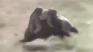 Погоня от мотобата