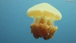 КТО ЖИВЕТ НА ДНЕ ОКЕАНА 2