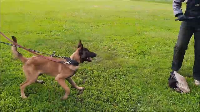 Классик Аллерт Прайм, 6 месяцев смотреть онлайн