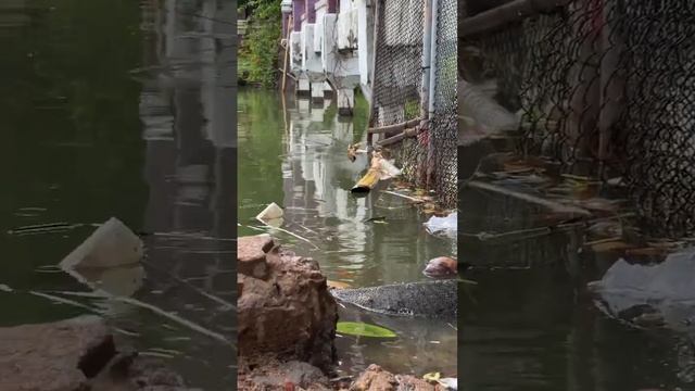 Варан в центре Бангкока?☺️ подписывайся и изучай фауну Тайланда