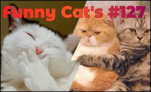 Смешные коты #127