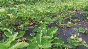 Выращивание клубники под агроволокном.