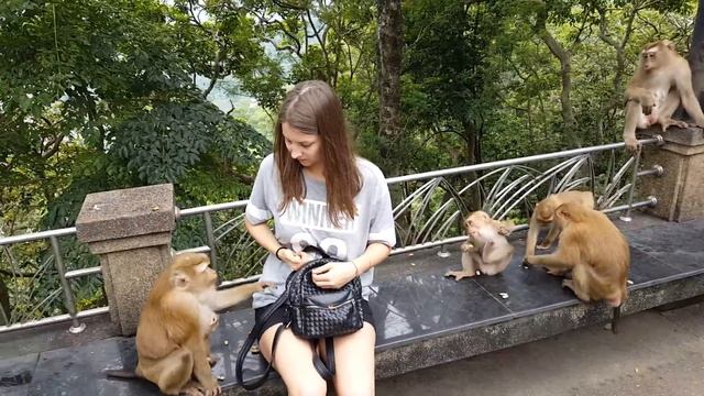 Нападение обезьян на человека) Пхукет, Тайланд смотреть онлайн