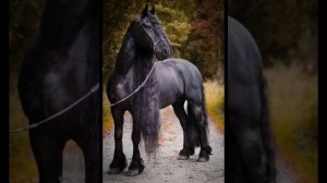 Преимущество и недостатки фризской лошади