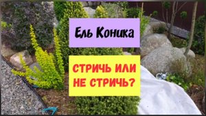 Ель Коника.Стричь или не стричь.