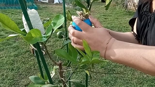 Снимаю воздушные отводки с лимона Дженоа. Где корни? / Цитрусовый Рай МариАны смотреть онлайн