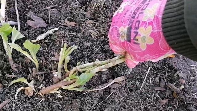 Укрытие гортензии крупнолистной на зиму.