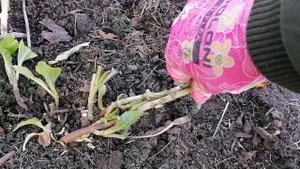 Укрытие гортензии крупнолистной на зиму.