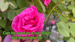 Zephirine Drouhin |2023 | Climbing Rose | Thorn less| Heirloom Roses.com| Backyard Garden Highlight