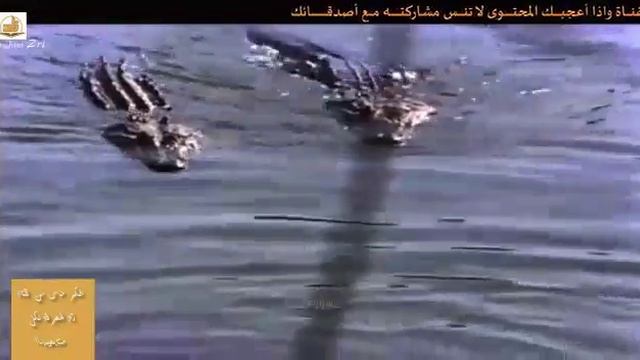 Последняя охота леопарда смотреть онлайн