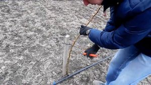 ОБРЕЗКА САЖЕНЦЕВ ПОСЛЕ ПОСАДКИ. 4. ГРУША.  pruning pear