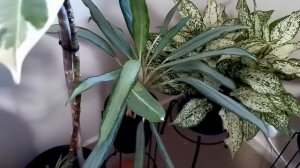 What to do after Buying Plants Online | My Online Plant Shopping Update