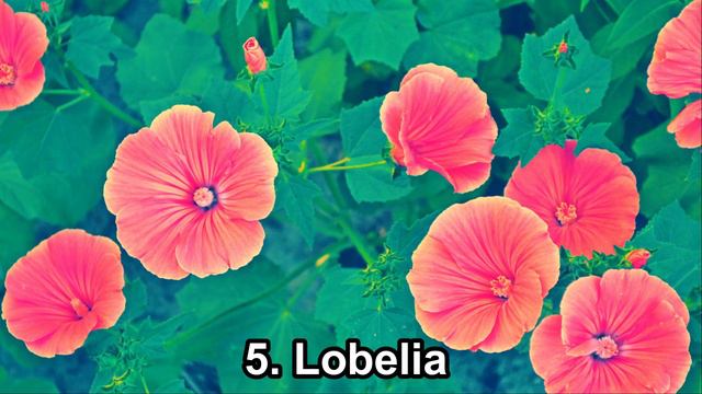 10 Stunning Plants for Window Box смотреть онлайн