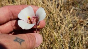 Clay Lilies, Tarweeds & Fog Banks