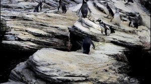 Lisbon Oceanarium - Oceanário de Lisboa, Portugal