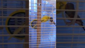 Амадин и волнистый попугай.