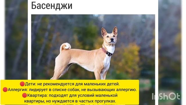 КАКИЕ ПОРОДЫ СОБАК ЛУЧШЕ ДЕРЖАТЬ В КВАРТИРЕ....