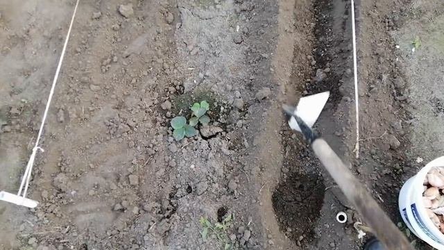 САЖАЕМ ЧЕСНОК ПОД ЗИМУ ПРАВИЛЬНО!
