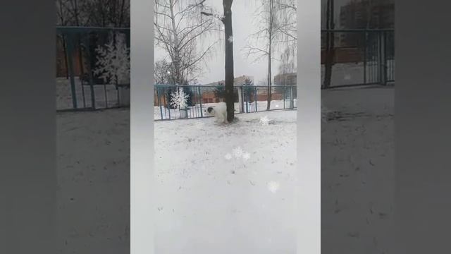 китайская хохлатая собака. пуховка. от месяца до года. смотреть онлайн