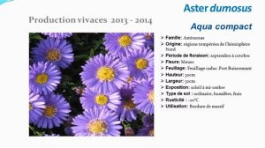 Aster dumosus Aqua compact: plante vivace