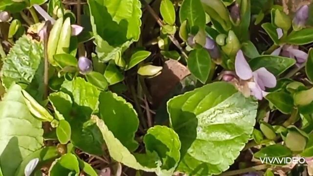 БАРВИНОК, ПРИМУЛА, ЛЕСНАЯ ФИАЛКА Первоцветы Харьков смотреть онлайн