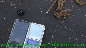 Сахарная ежевика ДЖАМБО